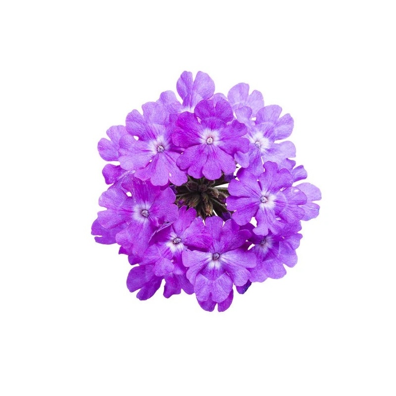 Sapun Lichid cu Aroma de Verbina Klintensiv - 5 litri 2