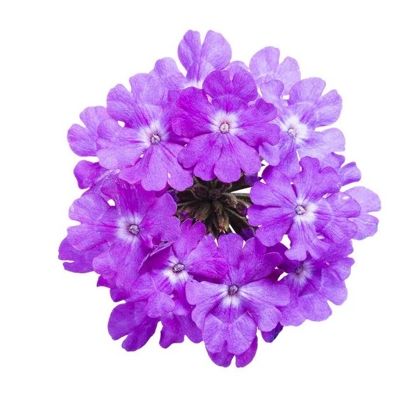 Sapun Lichid cu Aroma de Verbina Klintensiv - 5 litri