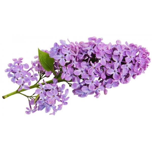 Sapun Lichid cu Parfum de Liliac Klintensiv - 500 ml